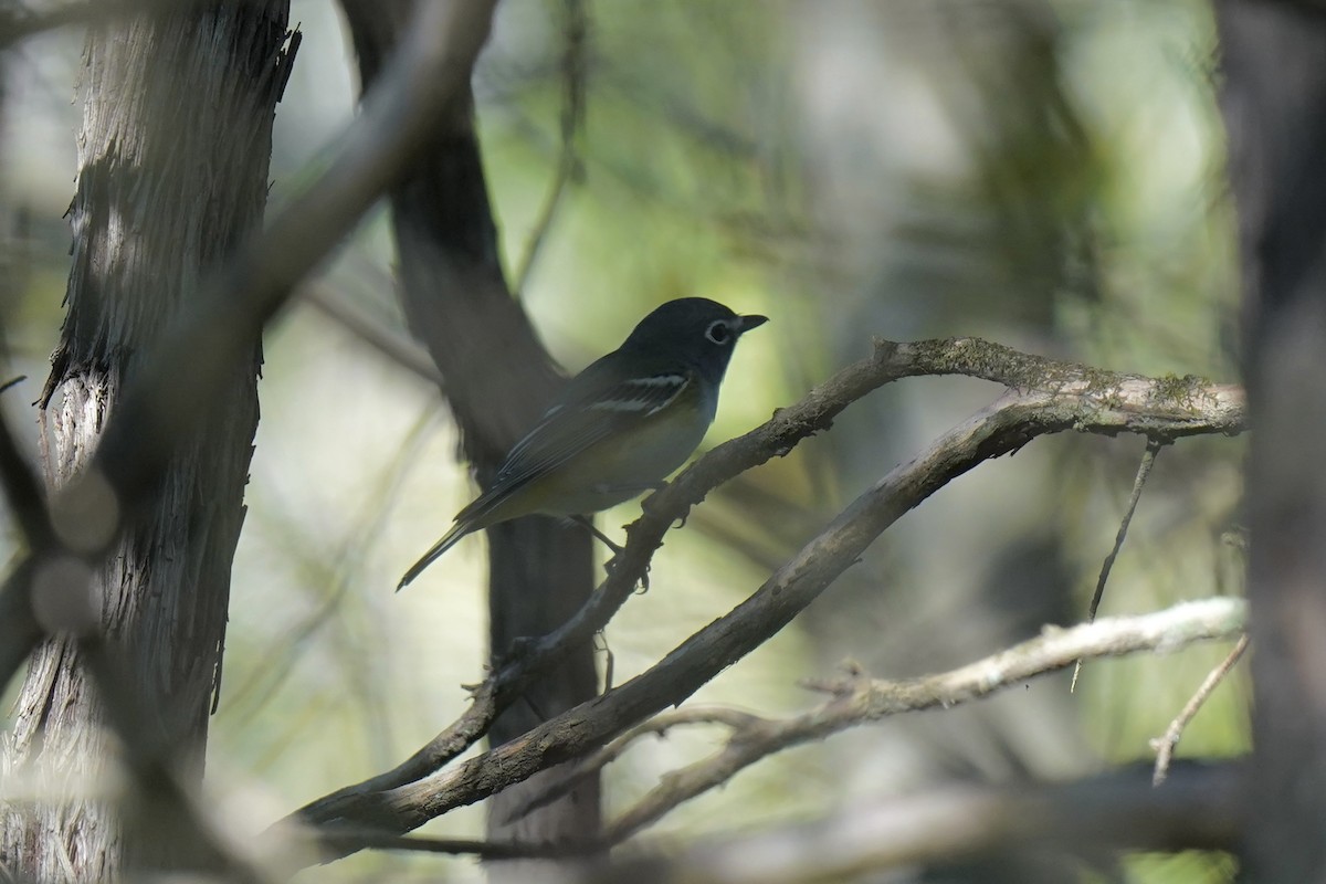 Blue-headed Vireo - ML609550974