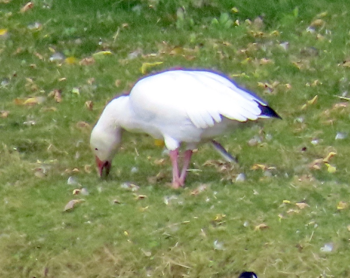 Snow Goose - ML609550984