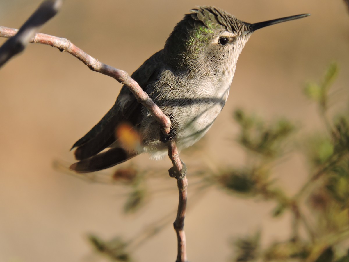 Anna's Hummingbird - ML609550997