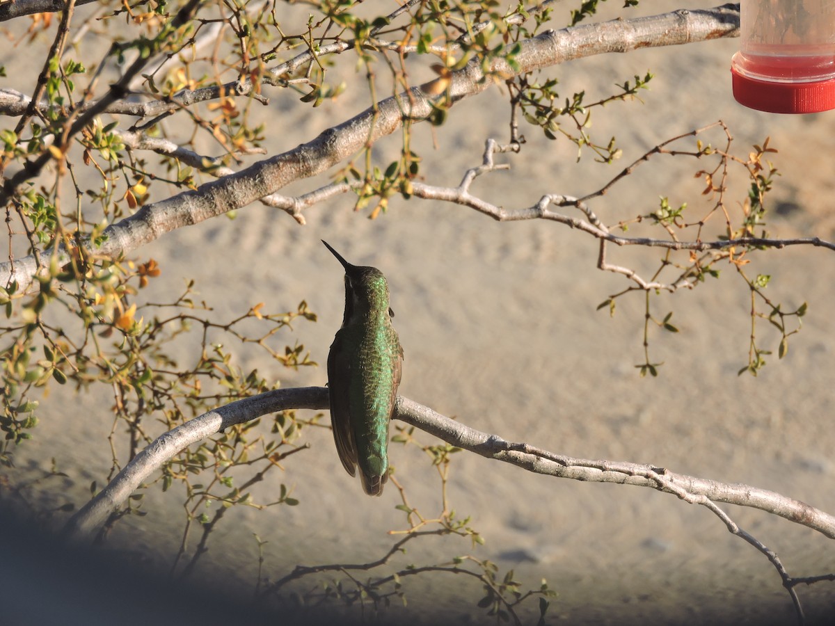 rødmaskekolibri - ML609551000