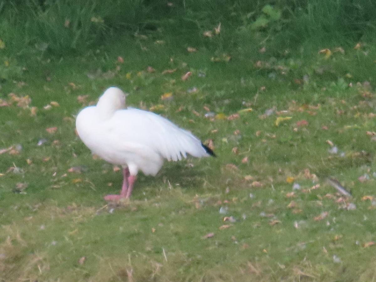 Snow Goose - Brenda Ketch