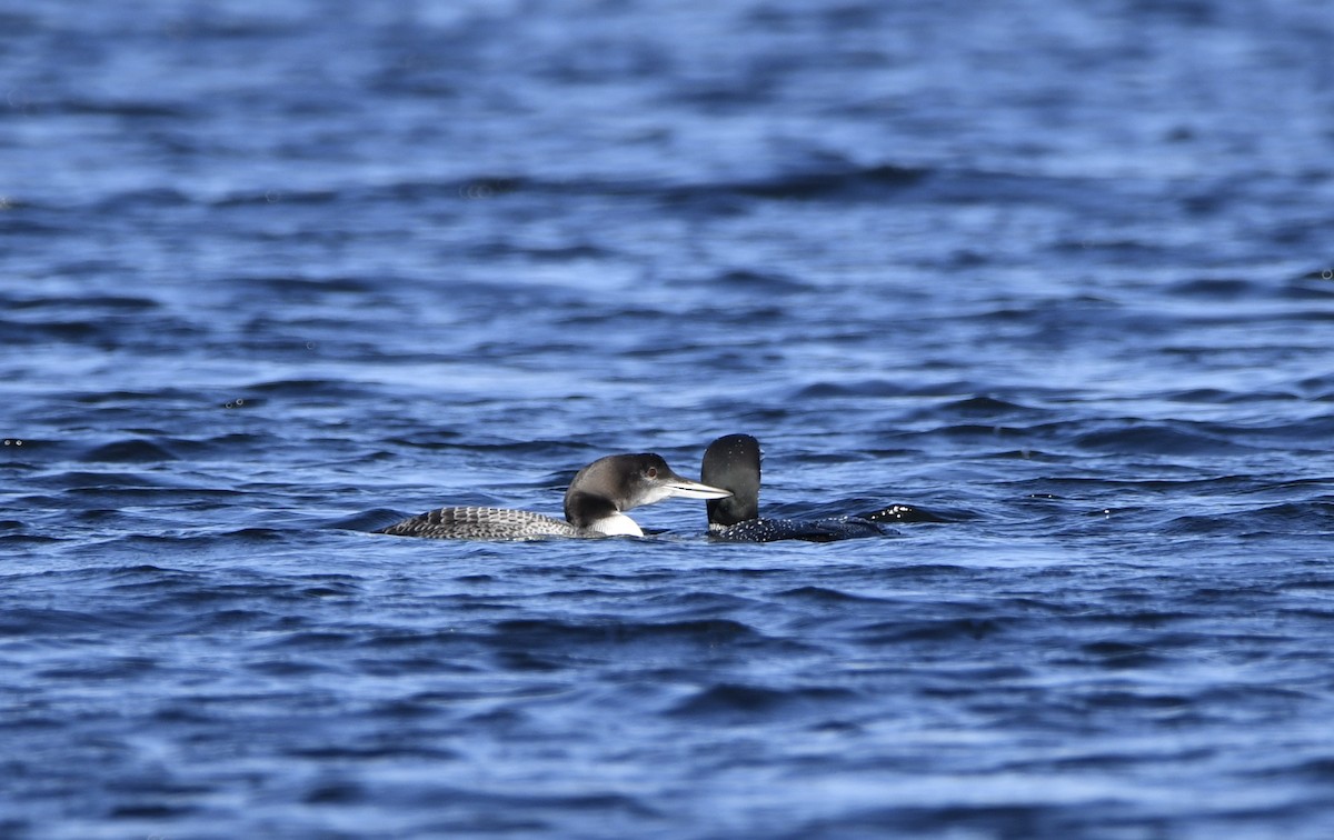 Common Loon - ML609551018