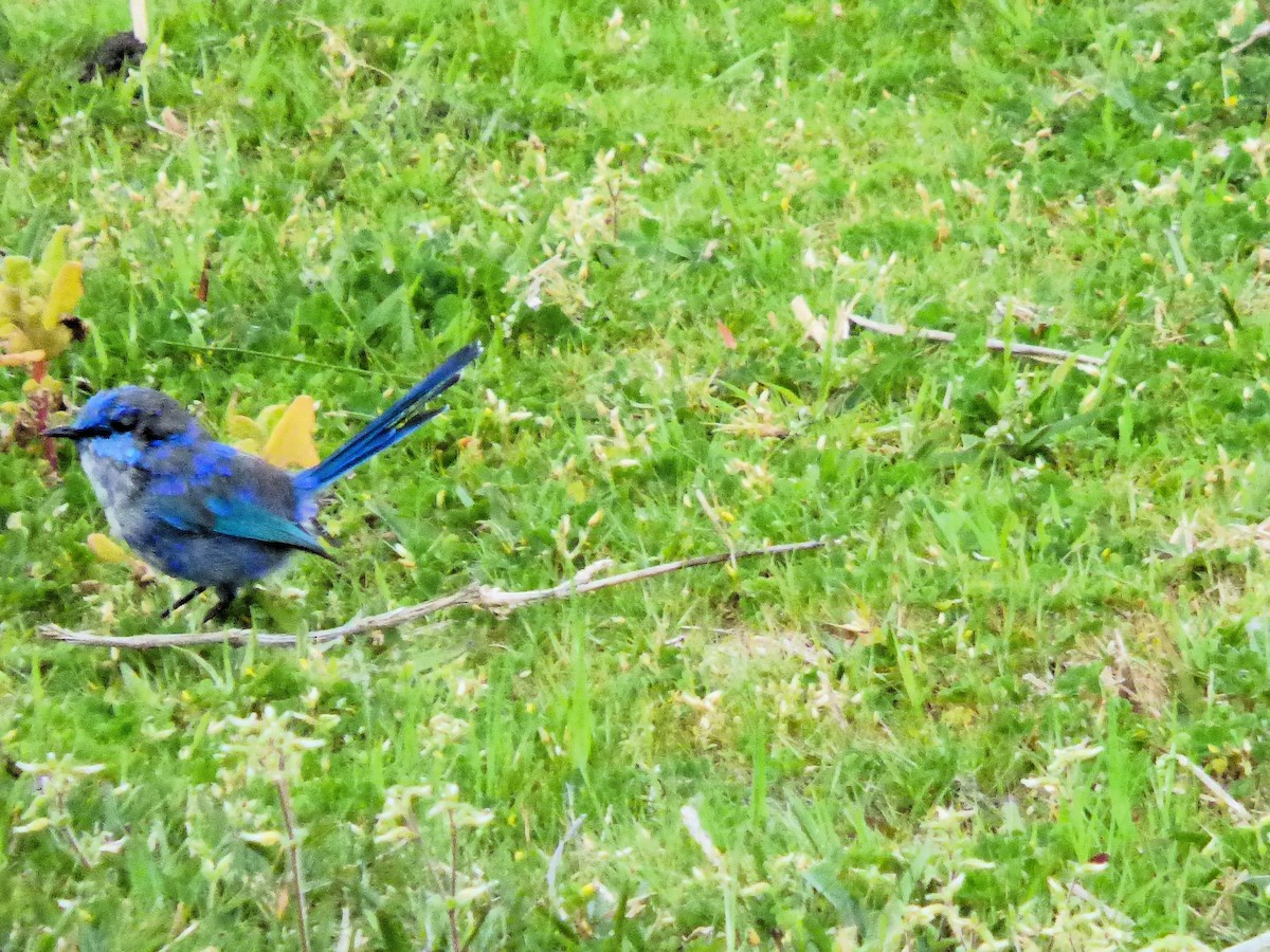 Splendid Fairywren - ML609551034