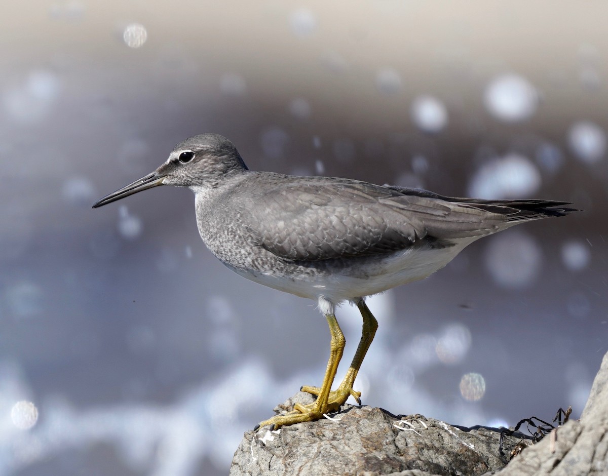 Wandering Tattler - ML609551053