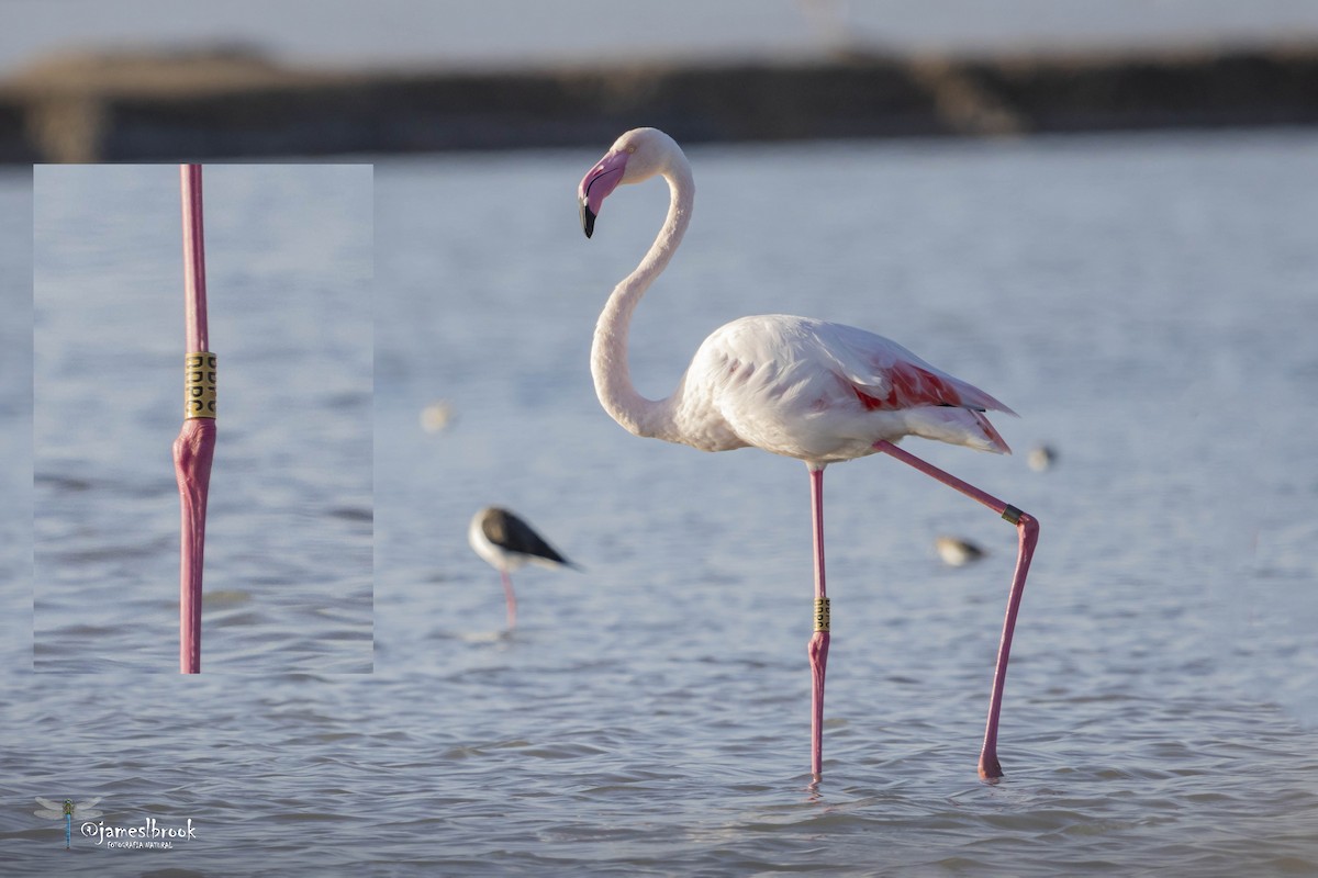 Greater Flamingo - ML609551076