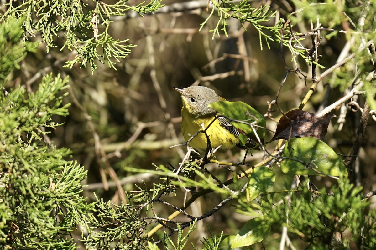 Magnolia Warbler - Melanie Crawford