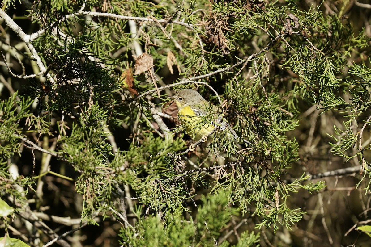 Magnolia Warbler - ML609551099