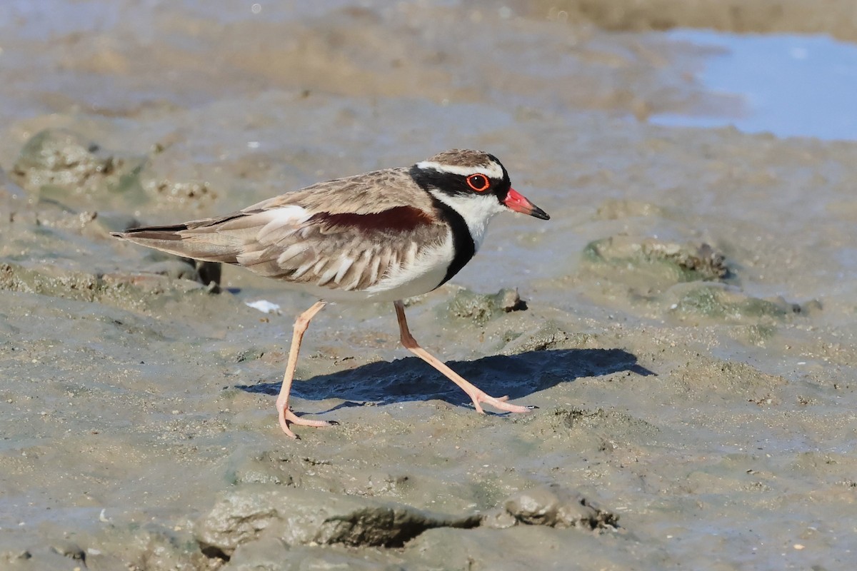 Black-fronted Dotterel - ML609551115