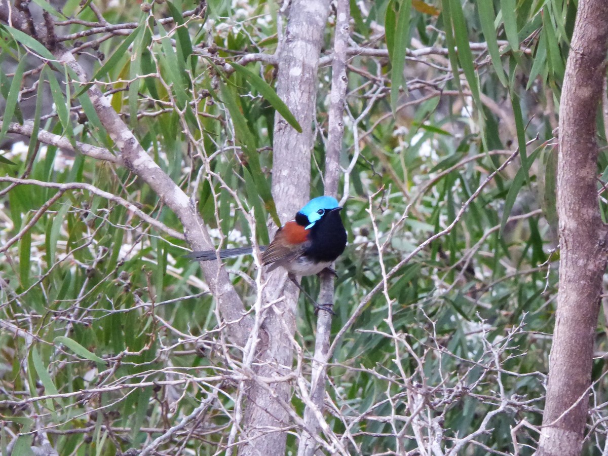 Red-winged Fairywren - ML609551155