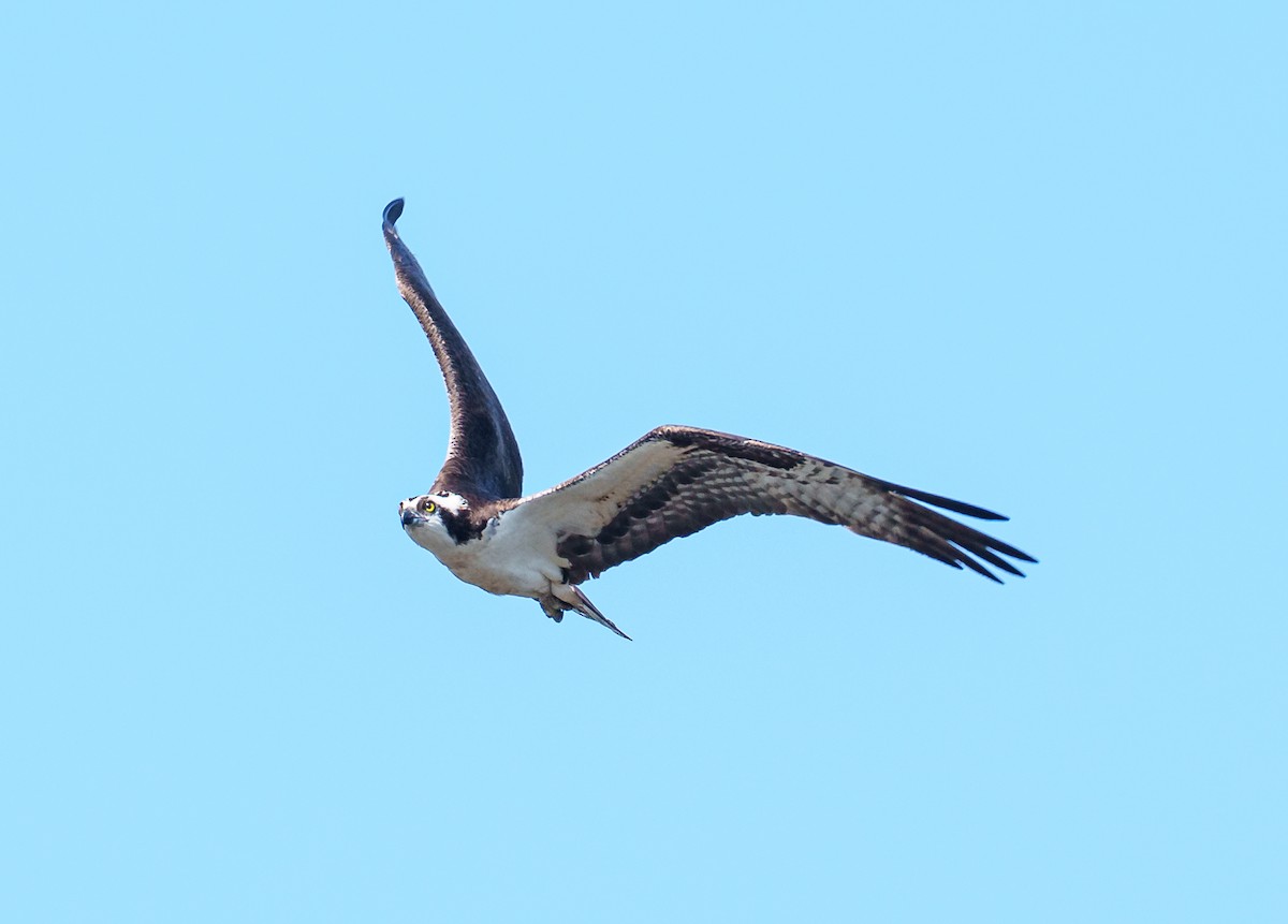 Osprey - Robert Bochenek