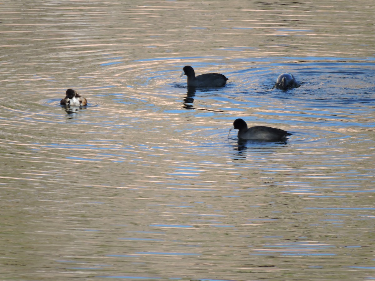 American Coot - Bosco Greenhead