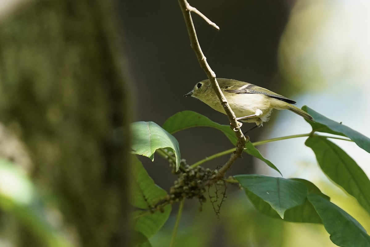 Ruby-crowned Kinglet - ML609551201