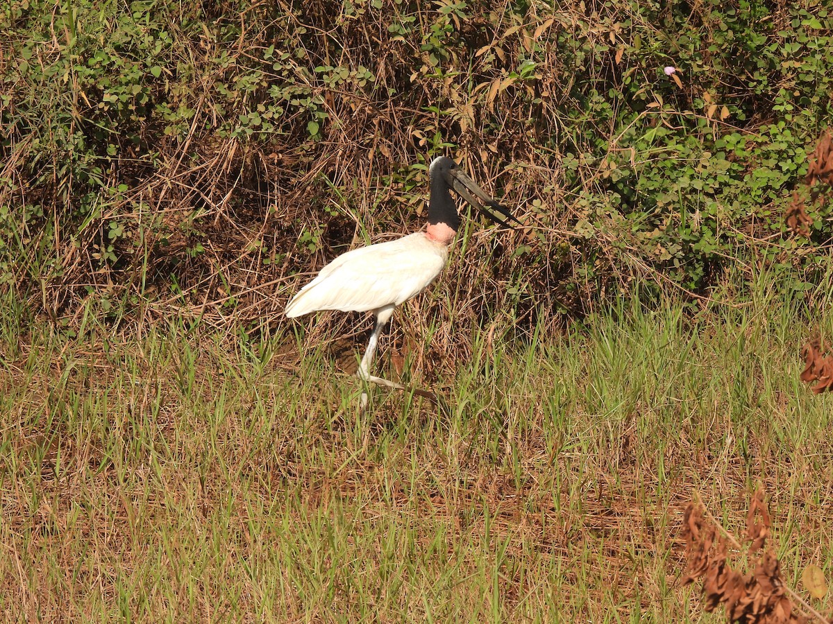 Jabiru d'Amérique - ML609551223