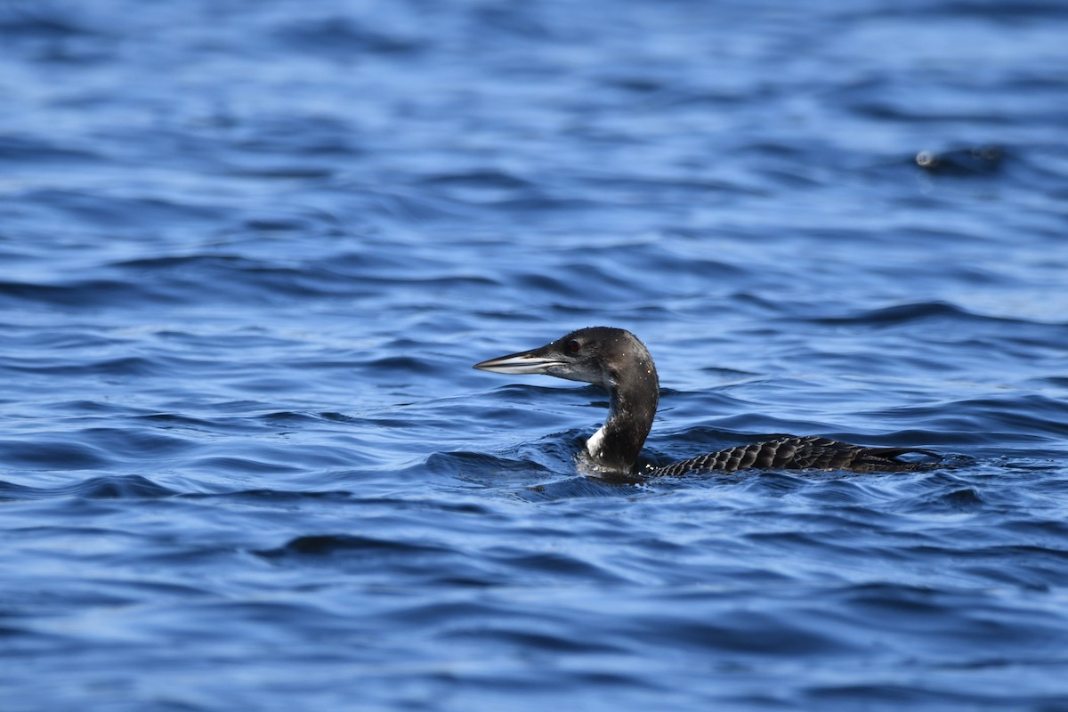 Common Loon - ML609551258