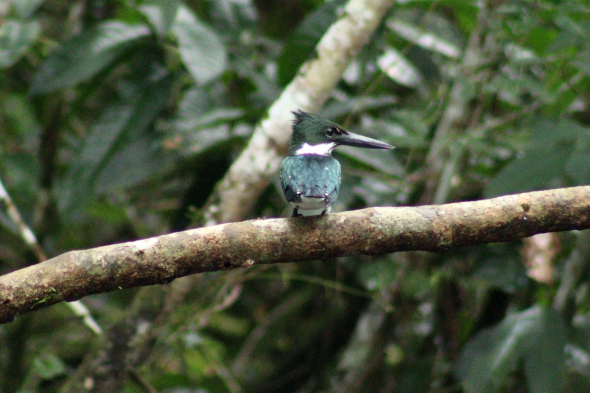 Amazon Kingfisher - ROYAL FLYCATCHER /Kenny Rodríguez Añazco