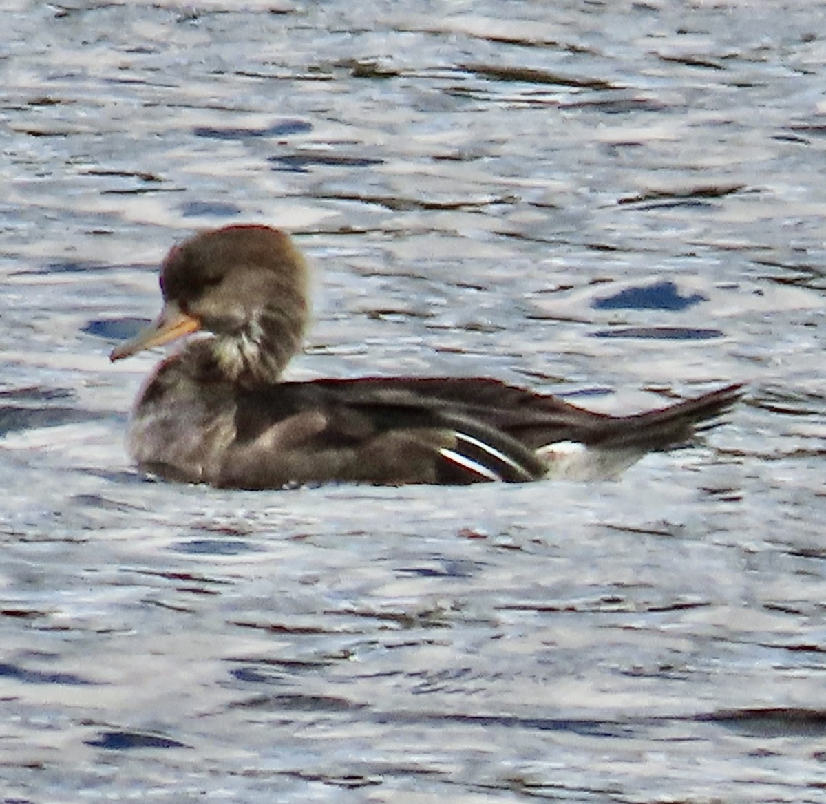 Hooded Merganser - ML609551270