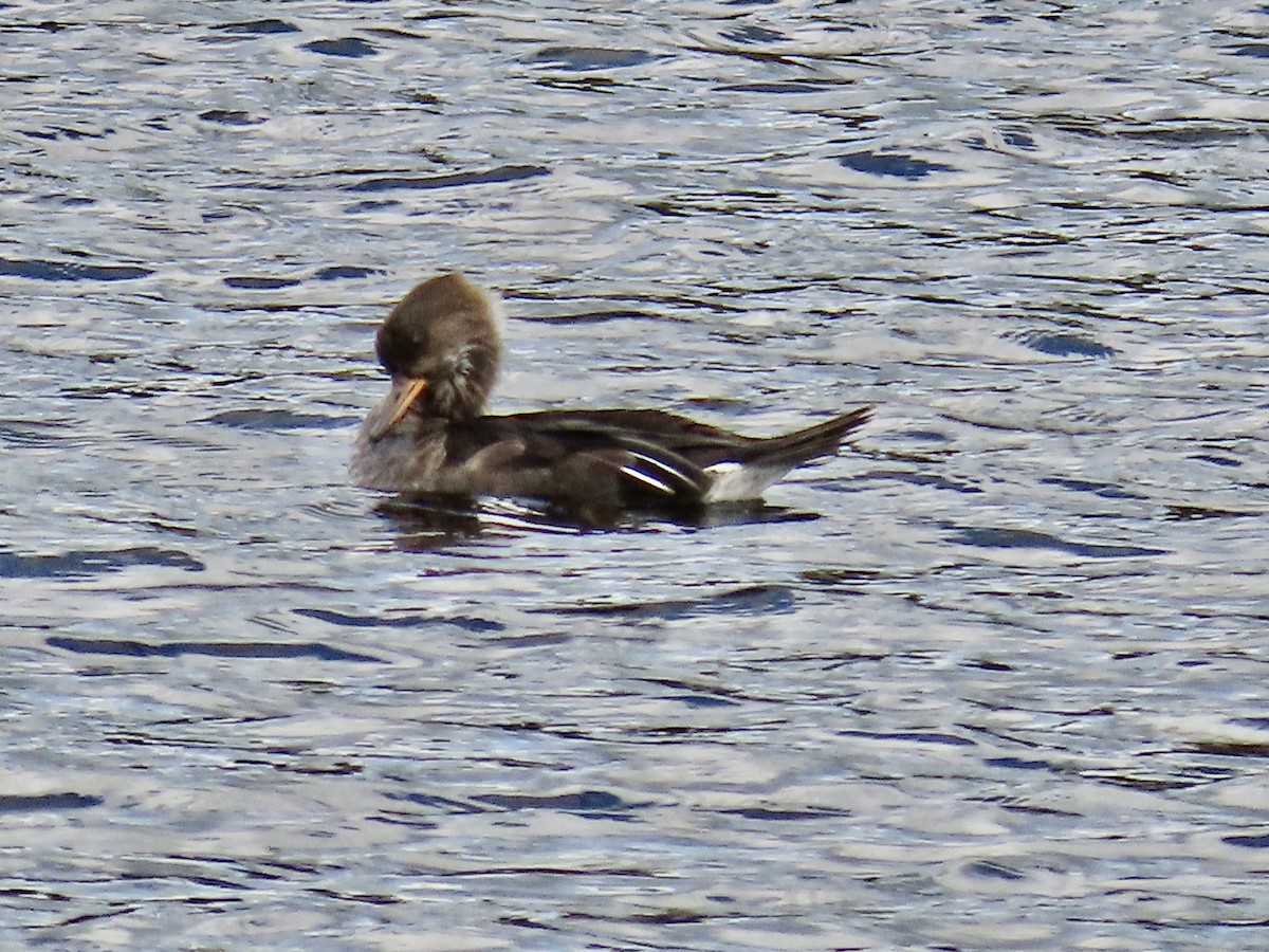 Hooded Merganser - ML609551271