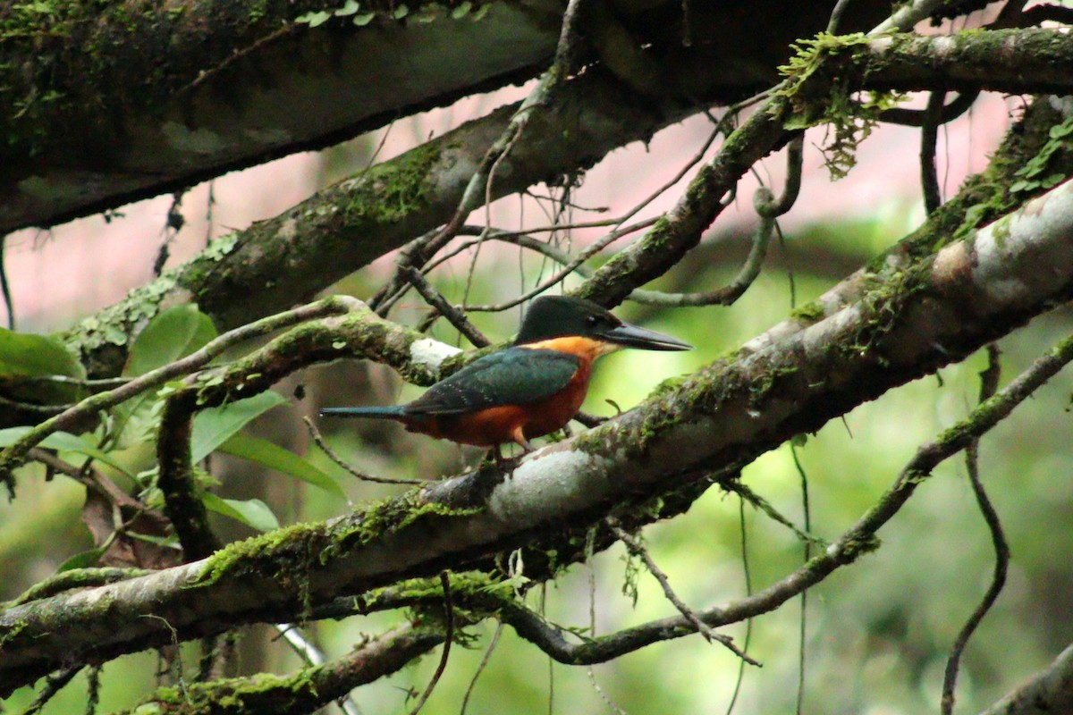 Green-and-rufous Kingfisher - ROYAL FLYCATCHER /Kenny Rodríguez Añazco