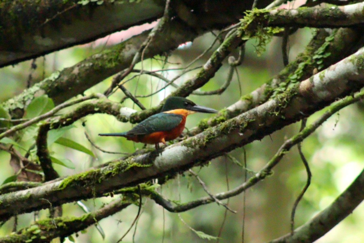 Green-and-rufous Kingfisher - ROYAL FLYCATCHER /Kenny Rodríguez Añazco
