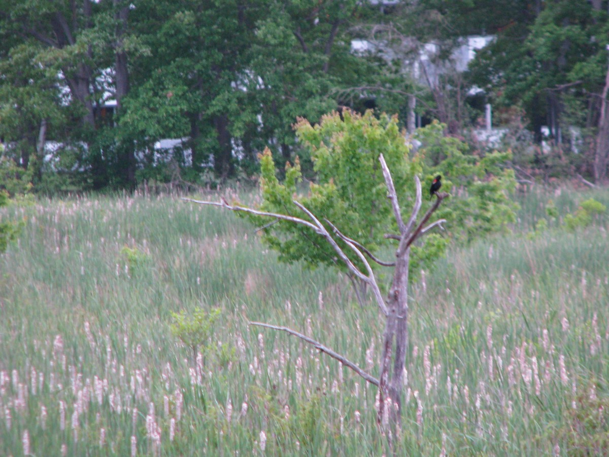 Willow Flycatcher - ML60955131