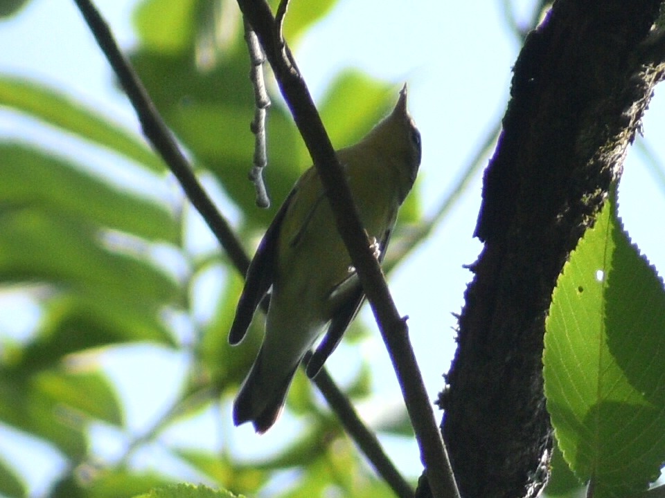 Blauwaldsänger - ML609551385