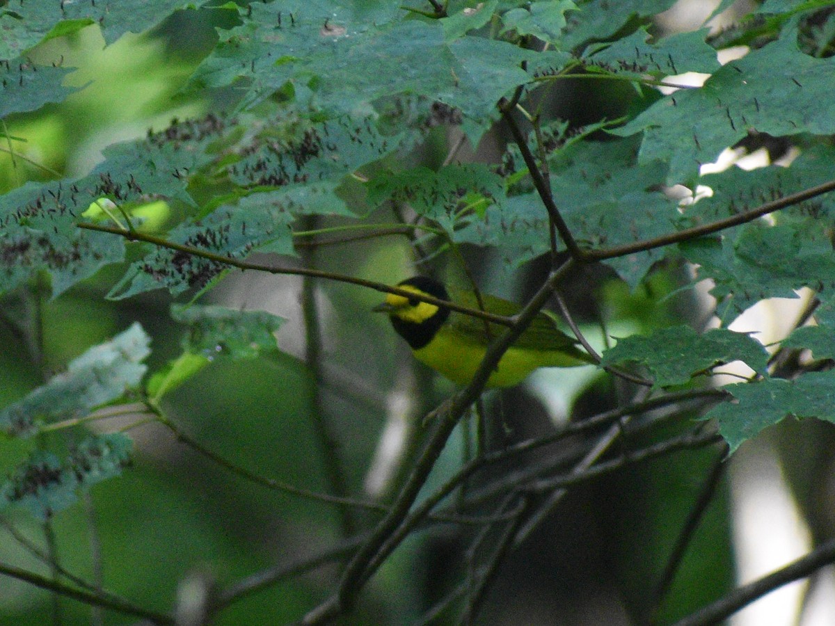 Hooded Warbler - ML609551404