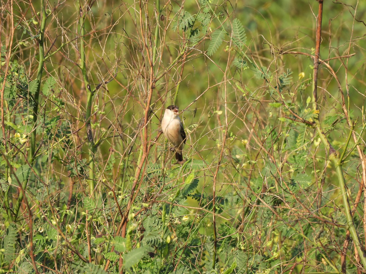 Pearly-bellied Seedeater - ML609551451