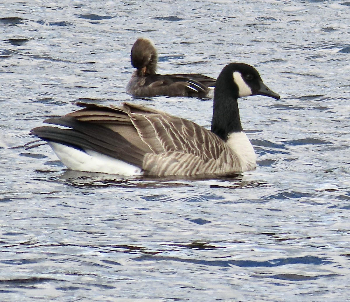 Hooded Merganser - ML609551467