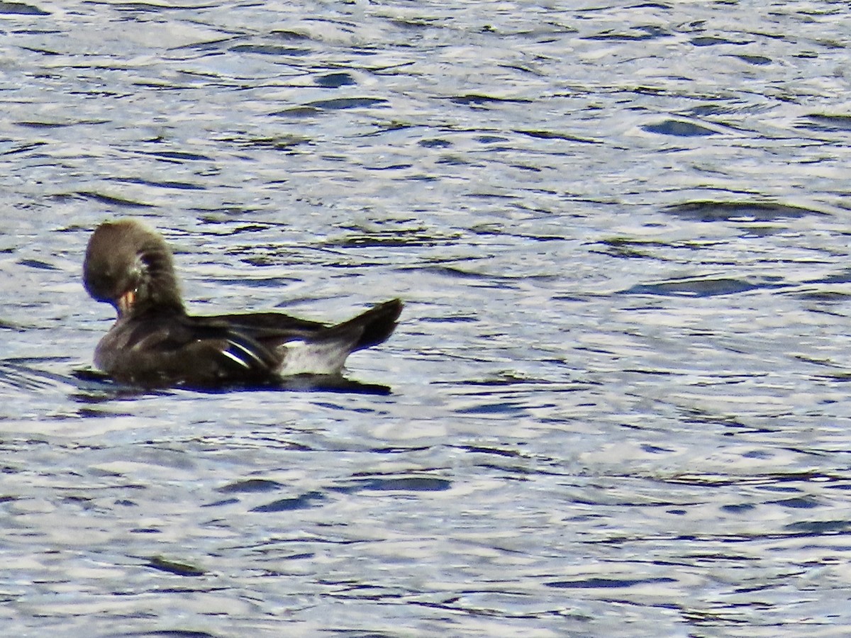 Hooded Merganser - ML609551468