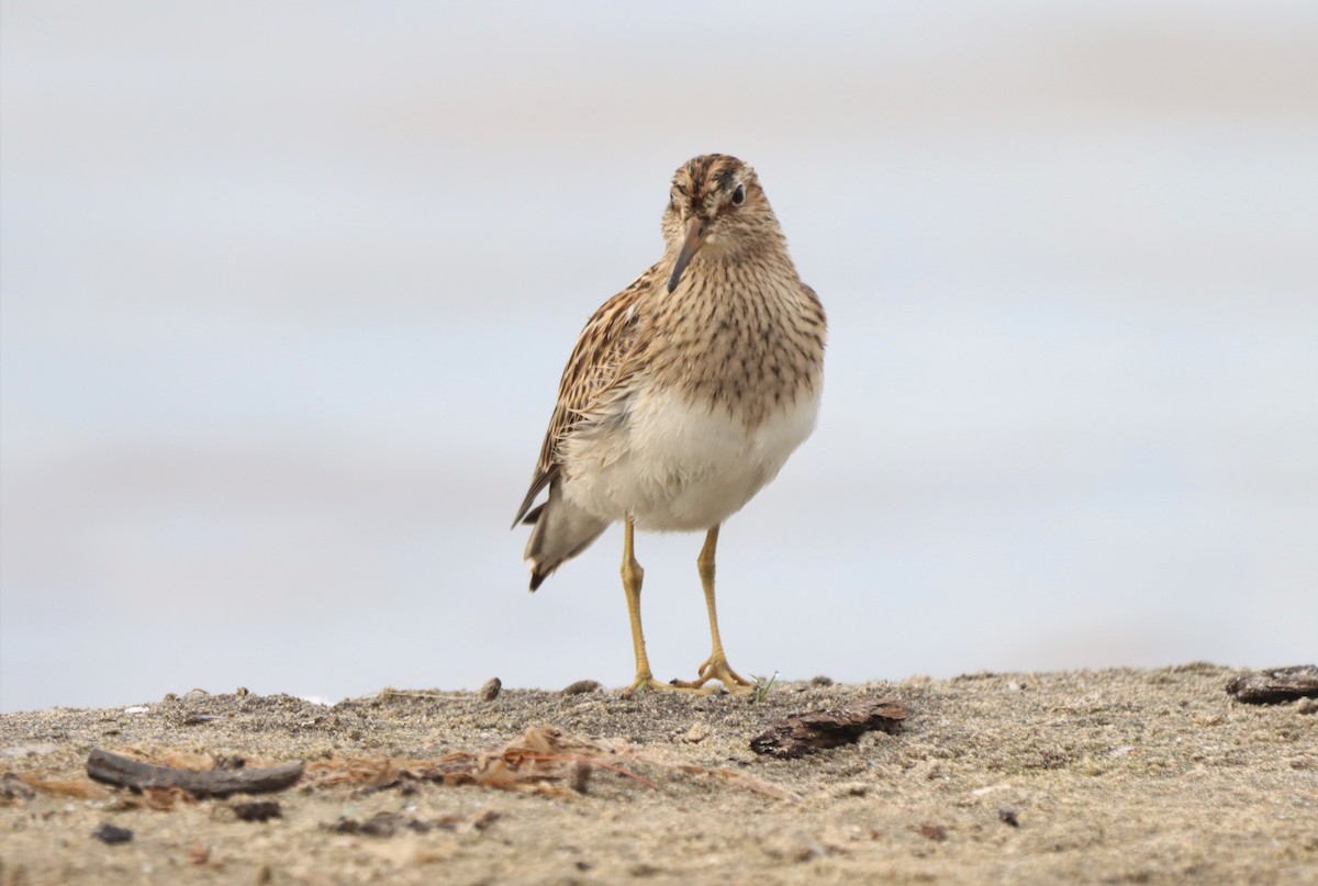 Pectoral Sandpiper - Daniel Laforce