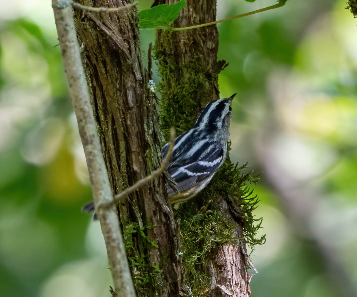 Black-and-white Warbler - Eric Bodker