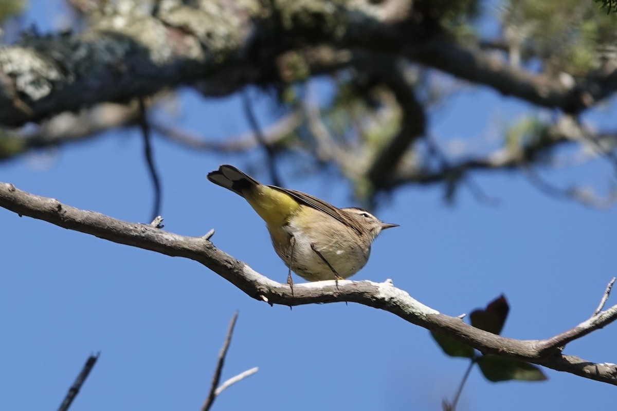 Palm Warbler - June McDaniels