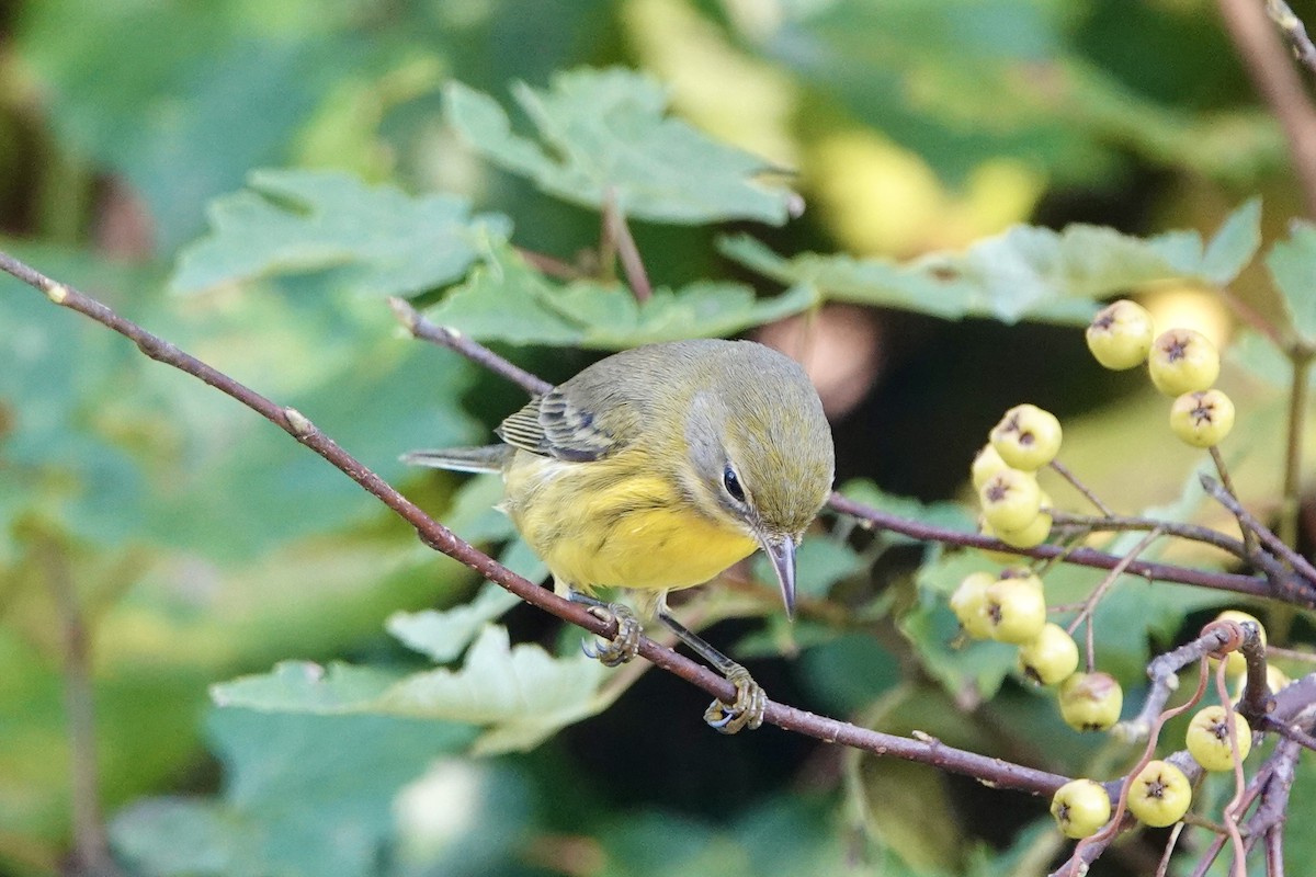 Prairie Warbler - June McDaniels