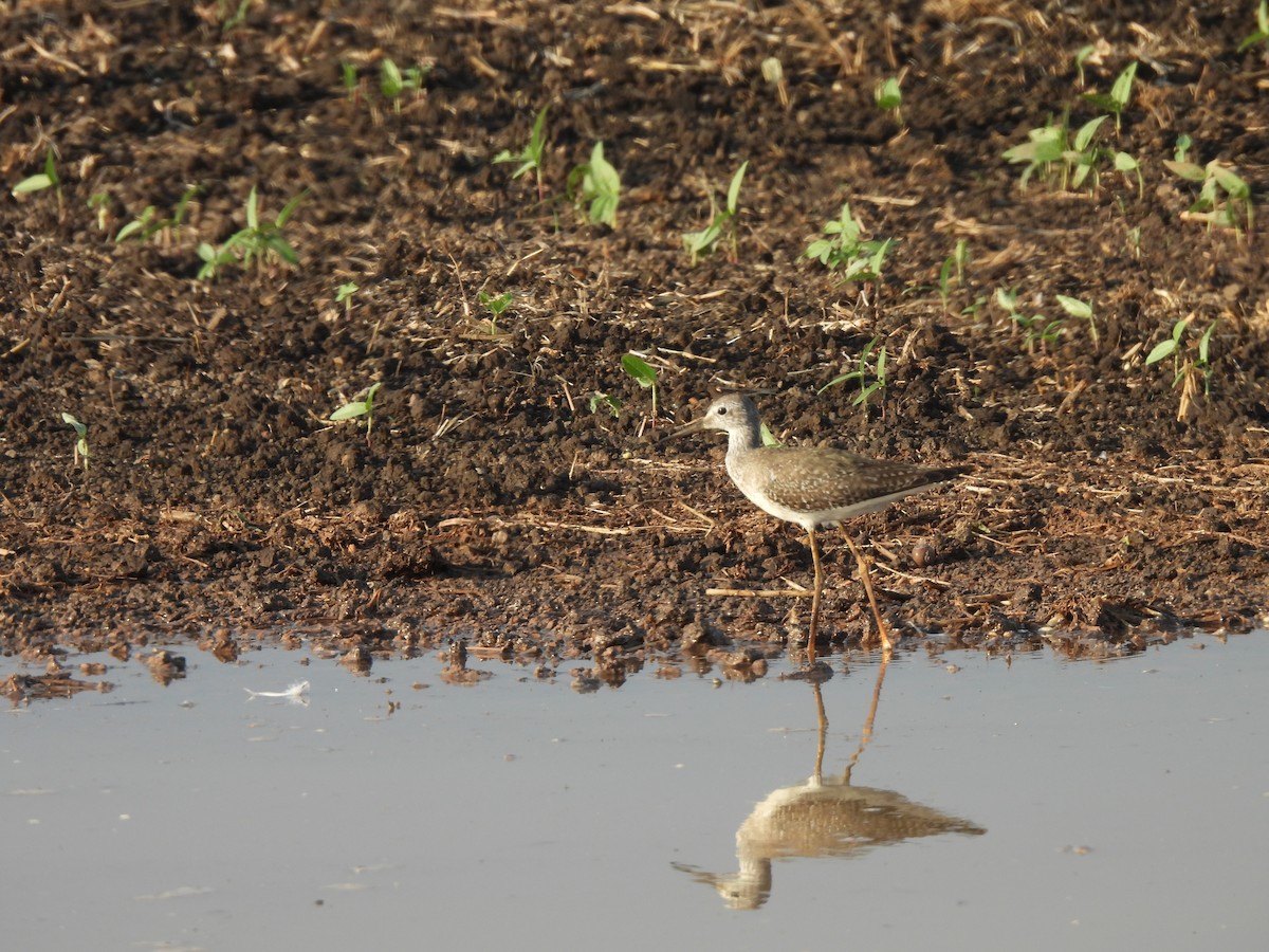 Lesser Yellowlegs - ML609551757