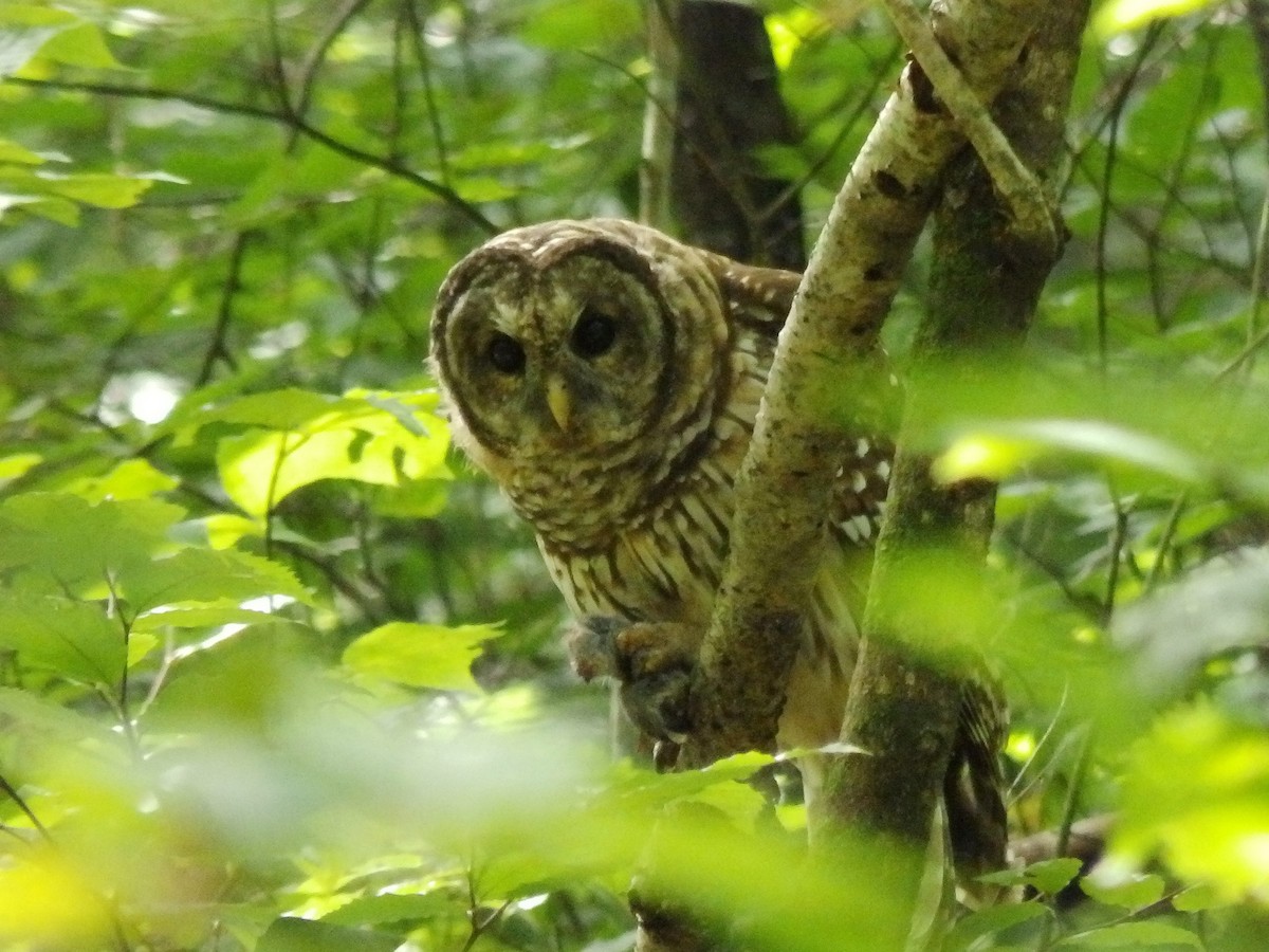 Barred Owl - ML609551791