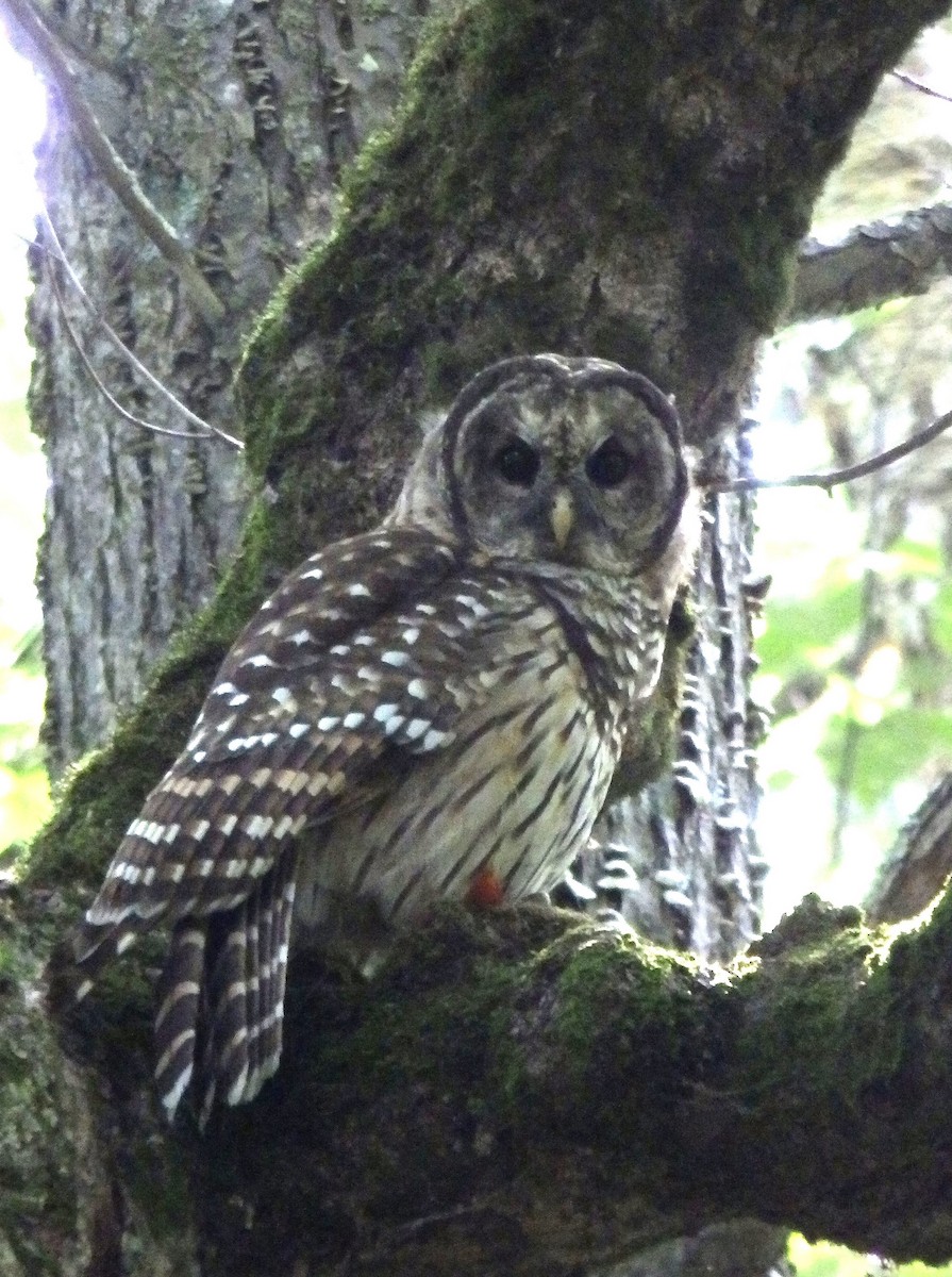 Barred Owl - ML609551793