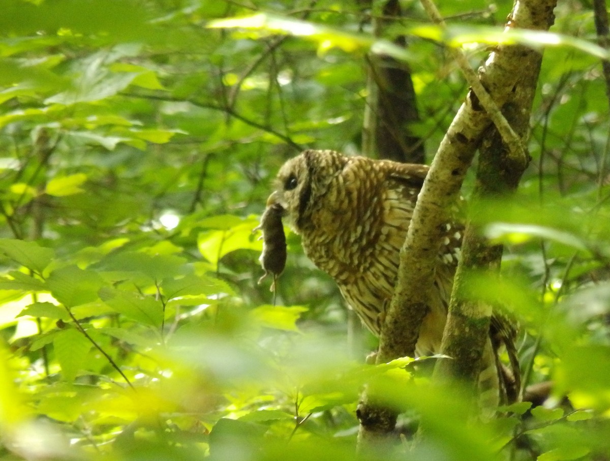 Barred Owl - Sarah Randall