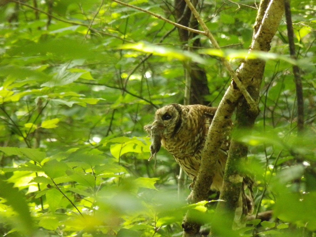 Barred Owl - ML609551797