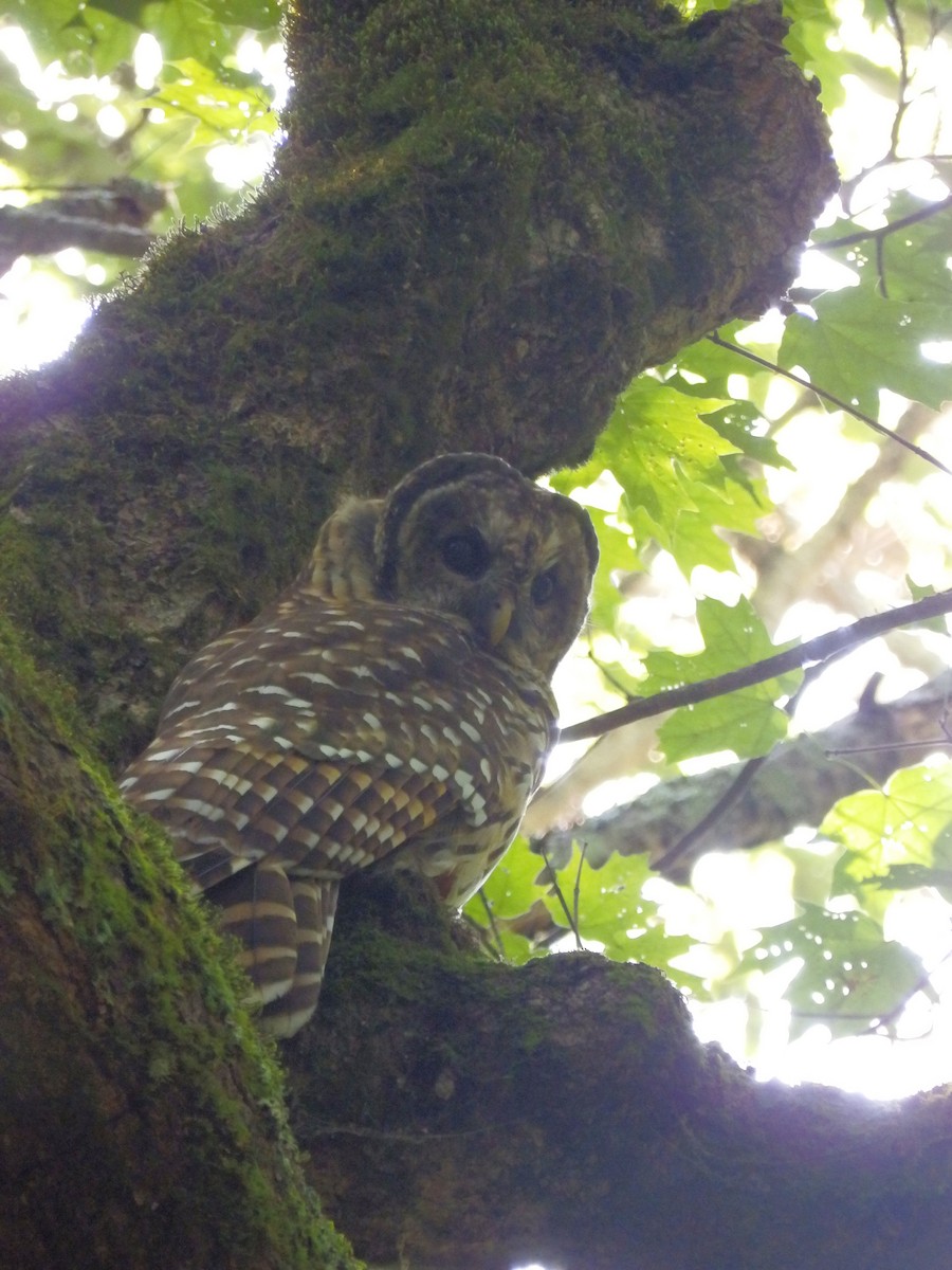 Barred Owl - ML609551799