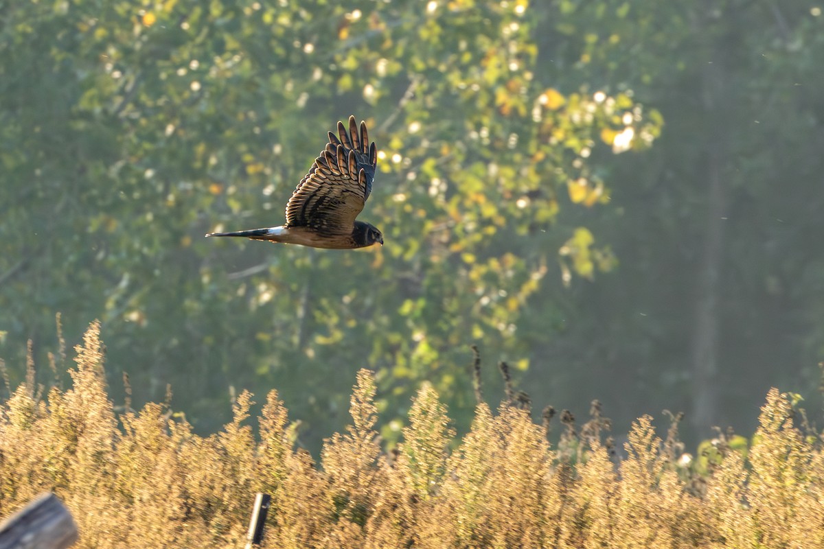 Northern Harrier - ML609551950