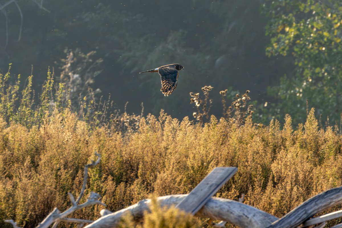 Northern Harrier - ML609551952