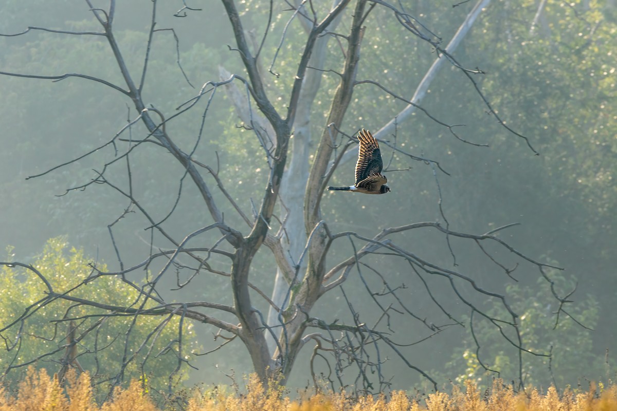 Northern Harrier - ML609551953