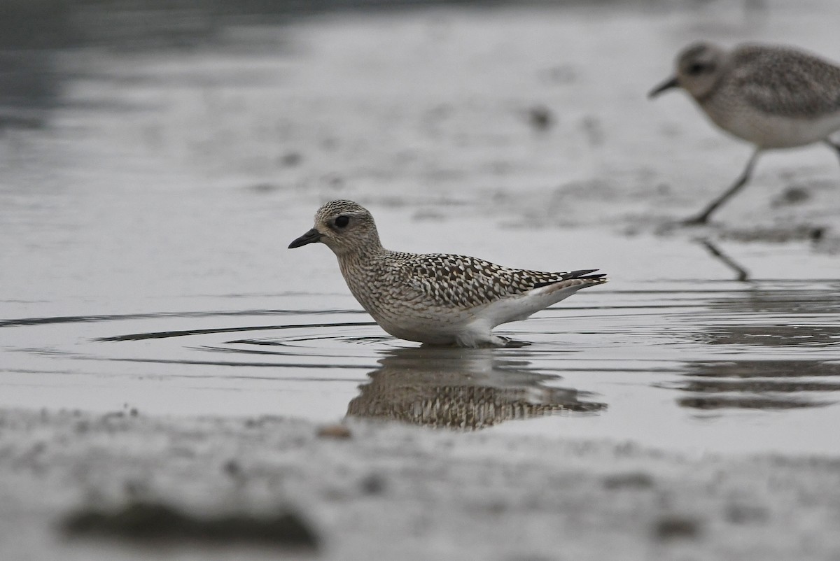 Black-bellied Plover - Dan O'Brien