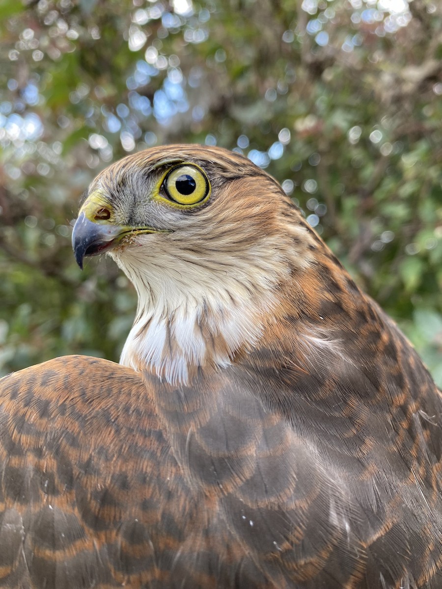 ML609552027 - Sharp-shinned Hawk - Macaulay Library