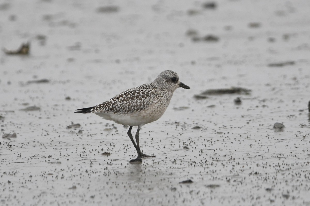 Black-bellied Plover - Dan O'Brien