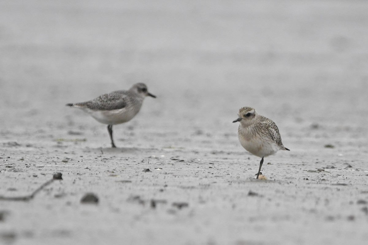 Black-bellied Plover - ML609552090