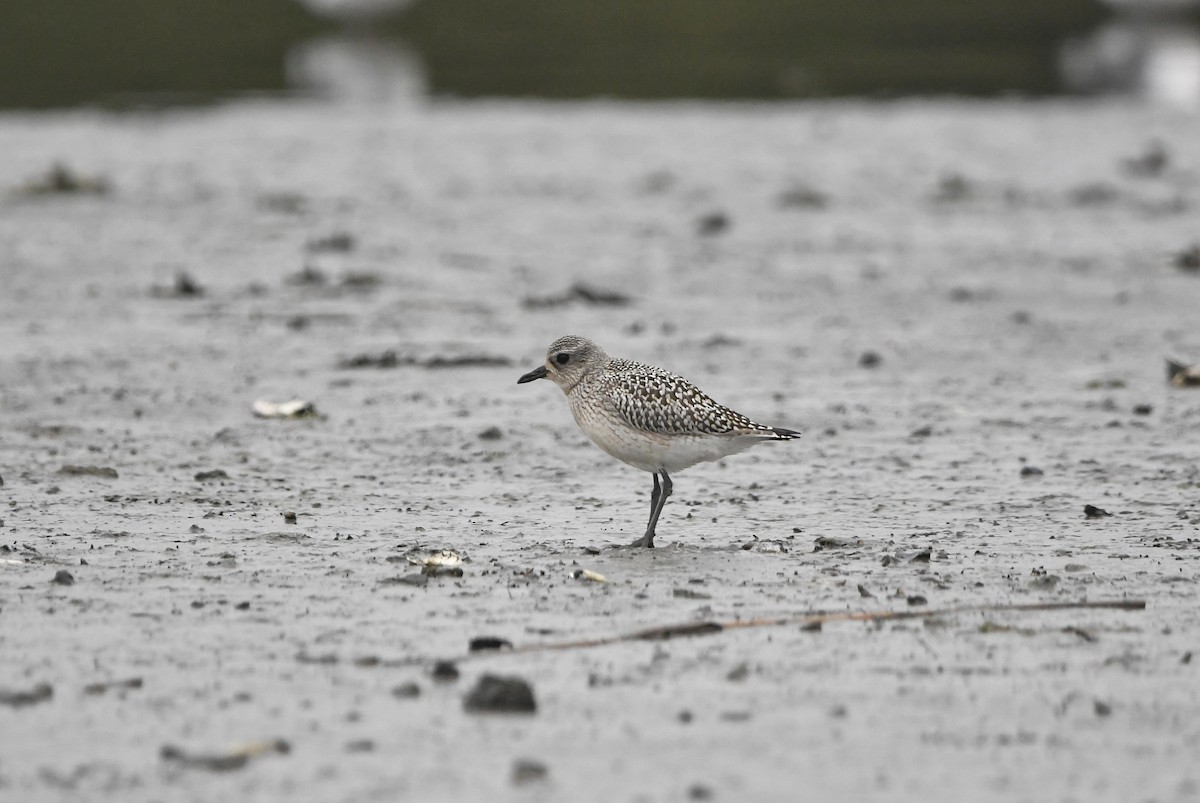 Black-bellied Plover - Dan O'Brien