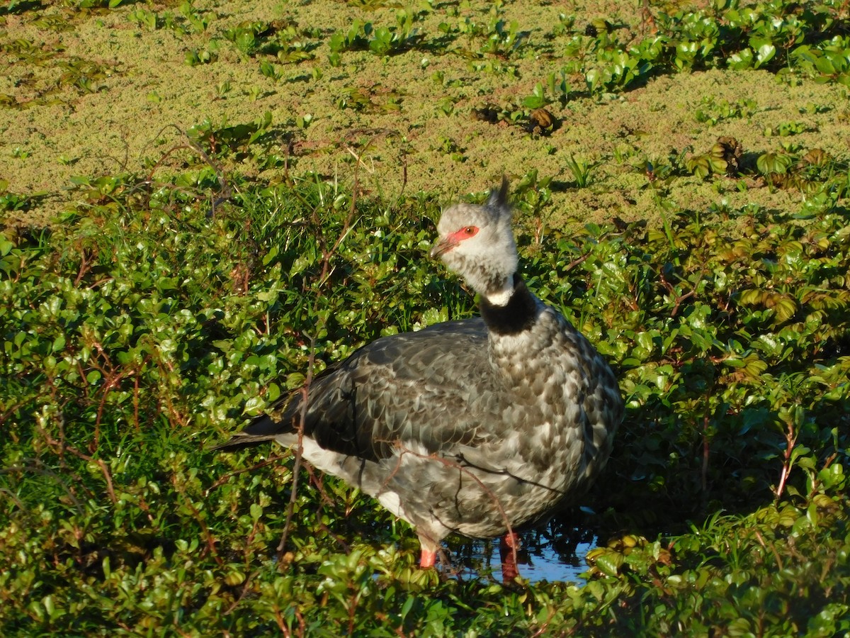 Southern Screamer - ML609552293