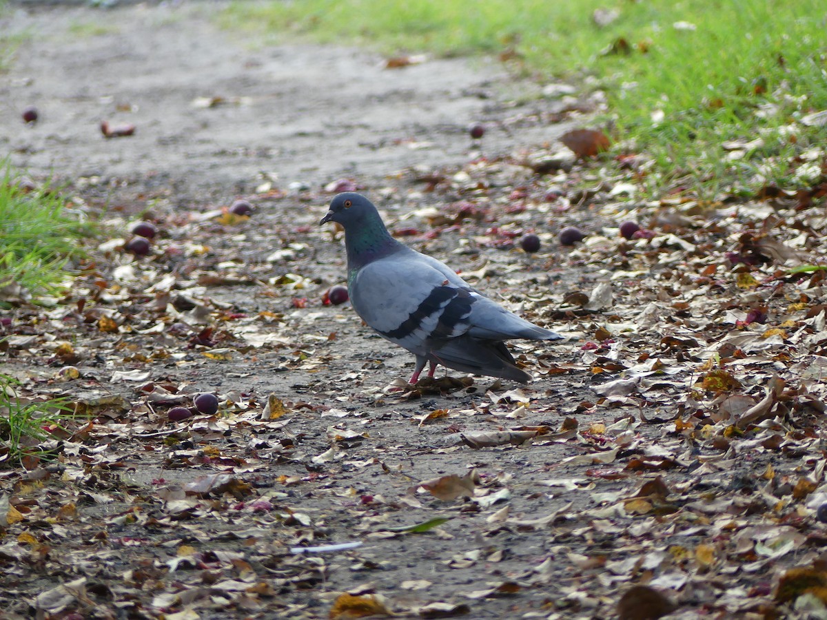 Rock Pigeon (Feral Pigeon) - ML609552296