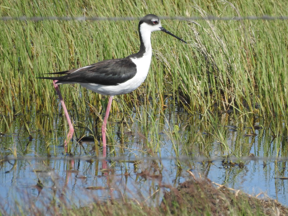 Black-necked Stilt - ML60955231